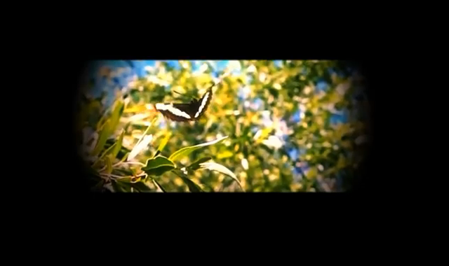 זחל או פרפר?